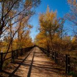 Camino que lleva a los Galachos de Juslibol, otras de las rutas para disfrutar