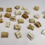 Varias tabas de oveja, para los juegos de las tabas