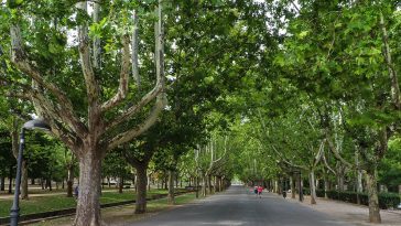 El Paseo de los Bearneses del Parque Grande José Antonio Labordeta en Zaragoza